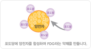 포도당에 양전자를 합성하여 FDG라는 약제를 만듭니다.